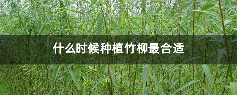 什么时候种植竹柳最合适