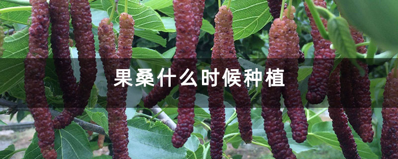 果桑什么时候种植