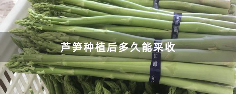 芦笋种植后多久能采收
