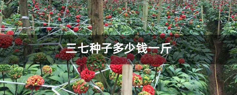 三七种子多少钱一斤 三七种子多少钱一斤