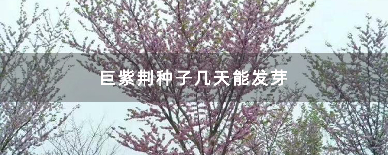 巨紫荆种子几天能发芽