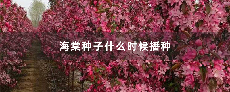 海棠种子什么时候播种