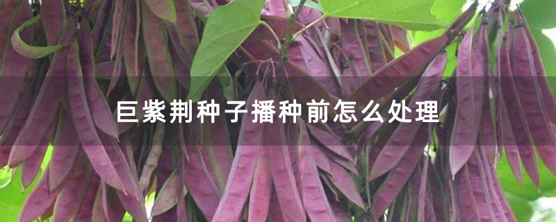 巨紫荆种子播种前怎么处理
