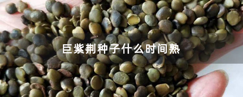 巨紫荆种子什么时间熟