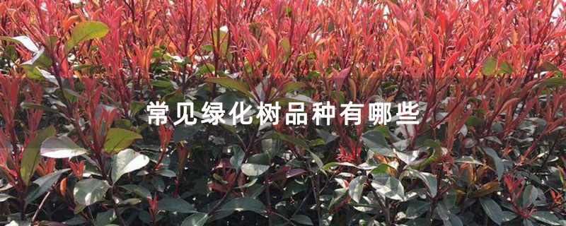 常见绿化树品种有哪些