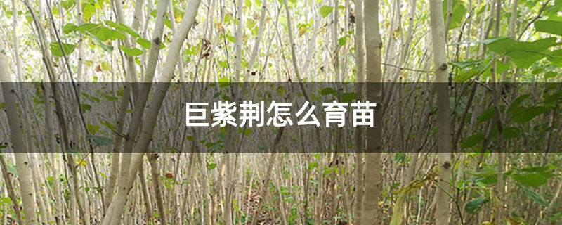 巨紫荆怎么育苗