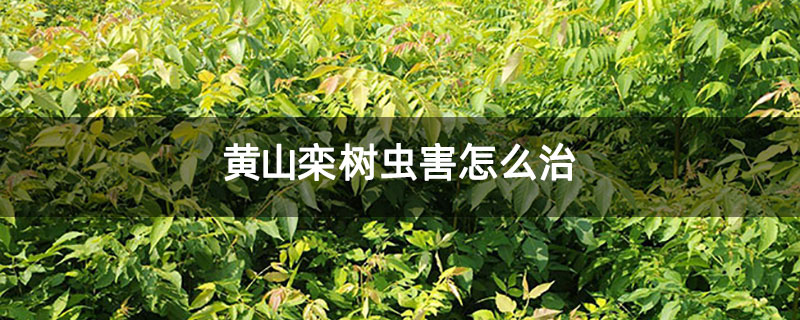 黄山栾树虫害怎么治