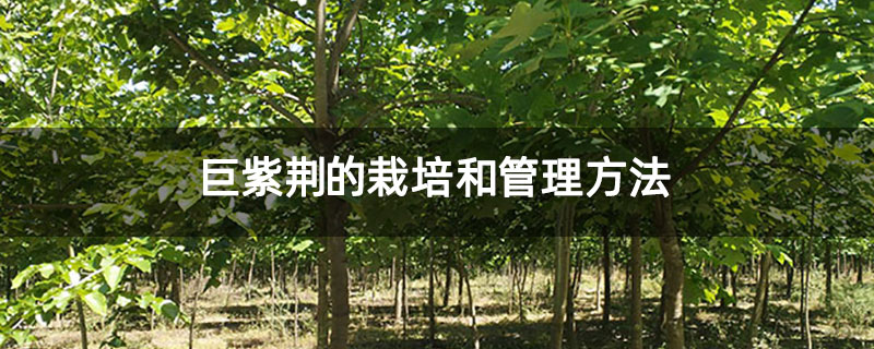 巨紫荆的栽培和管理方法