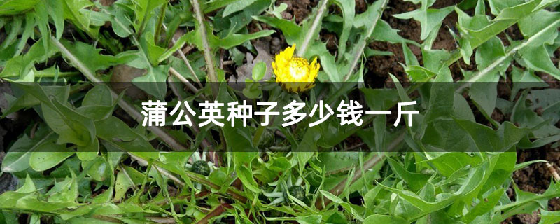 蒲公英种子多少钱一斤 蒲公英种子多少钱一斤