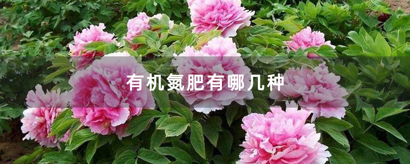 有机氮肥有哪几种