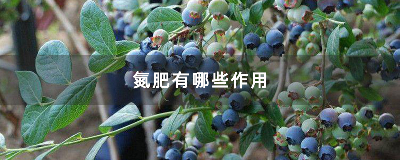 氮肥有哪些作用