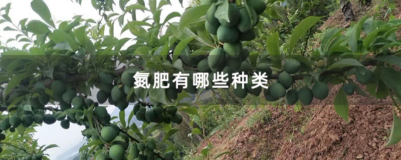 氮肥有哪些种类