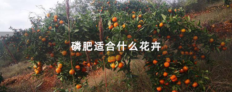 磷肥适合什么花卉