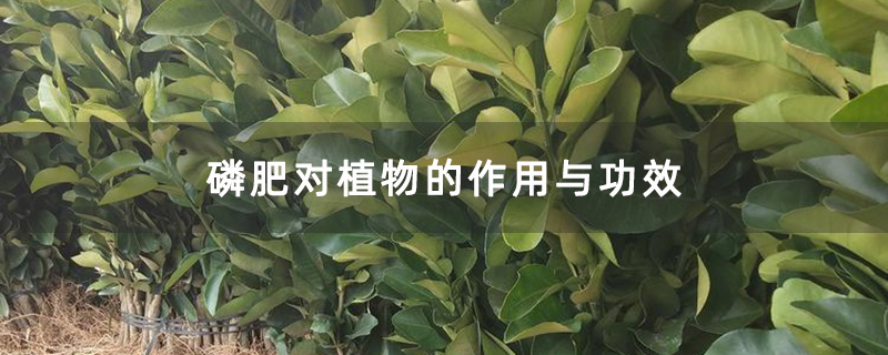 磷肥对植物的作用与功效