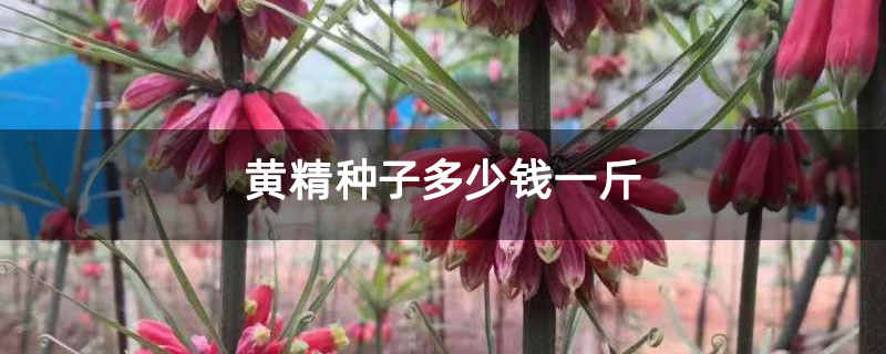 黄精种子多少钱一斤 黄精种子多少钱一斤