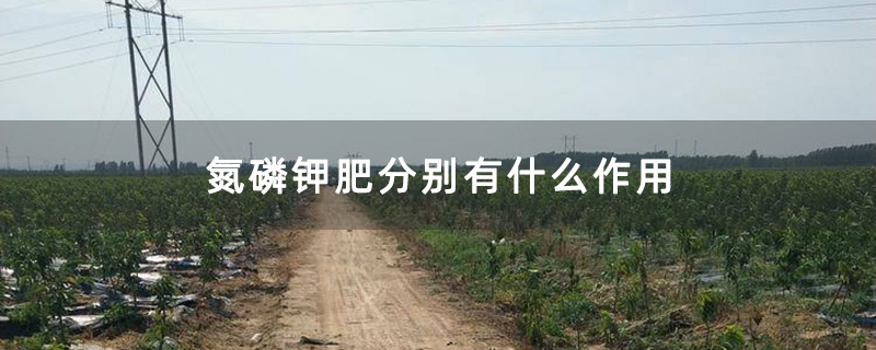 氮磷钾肥分别有什么作用