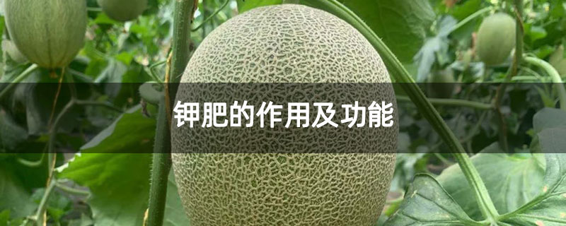 钾肥的作用及功能