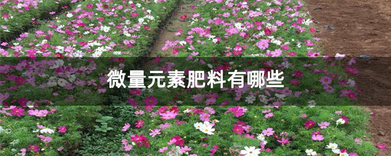 微量元素肥料有哪些