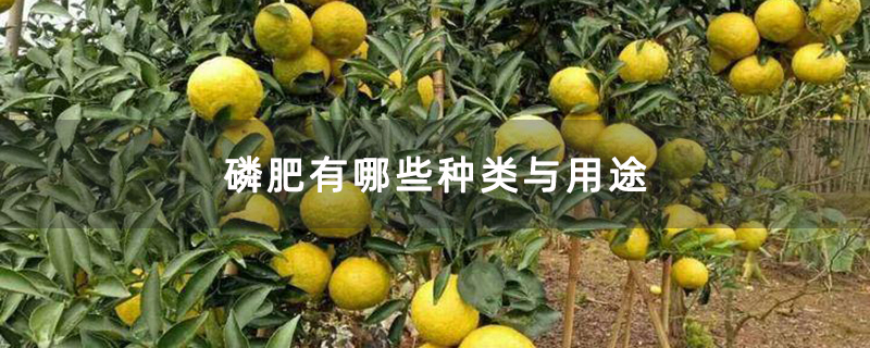 磷肥有哪些种类与用途
