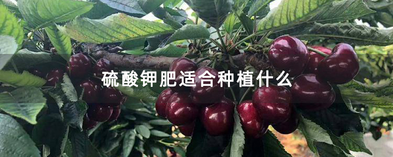 硫酸钾肥适合种植什么