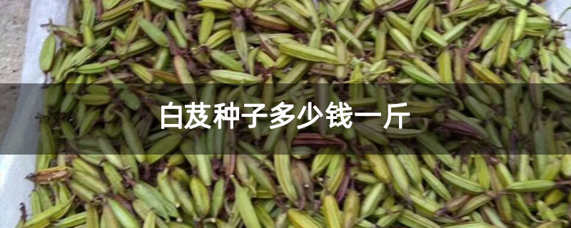白芨种子多少钱一斤