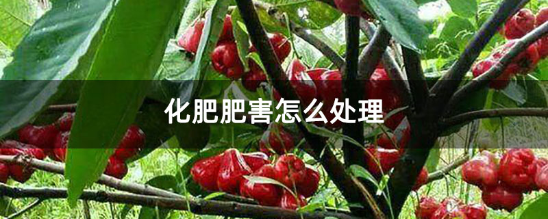 化肥肥害怎么处理 化肥肥害怎么处理