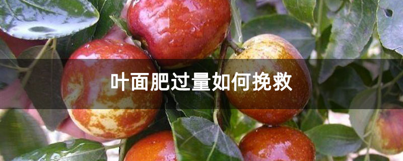 叶面肥过量如何挽救