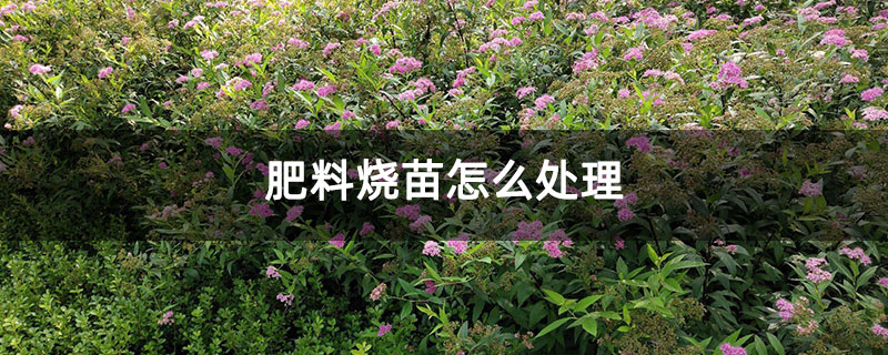 肥料烧苗怎么处理