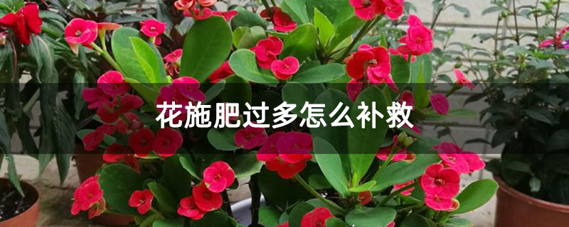花施肥过多怎么补救