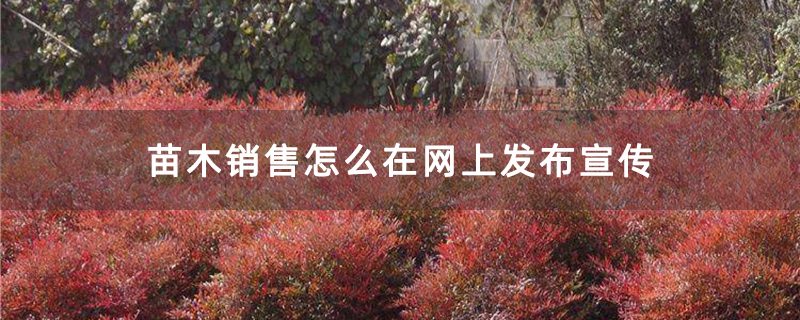 苗木销售怎么在网上发布宣传
