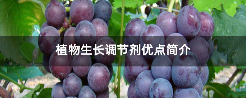植物生长调节剂优点简介