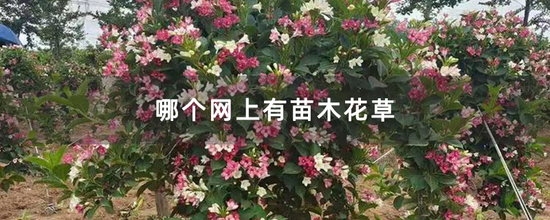锦带花苗