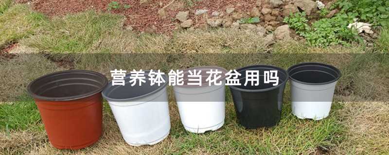 营养钵能当花盆用吗