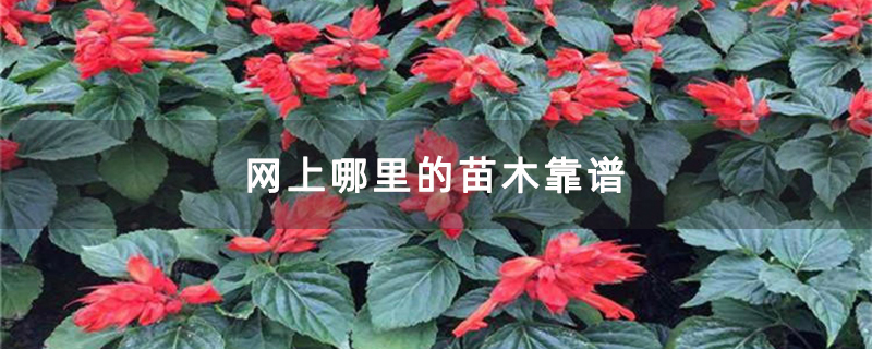 一串红小苗