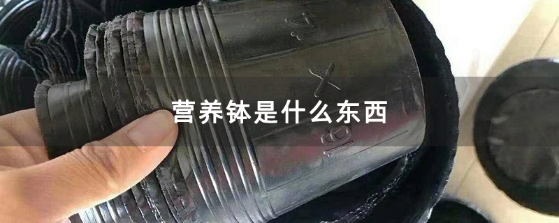 营养钵是什么东西