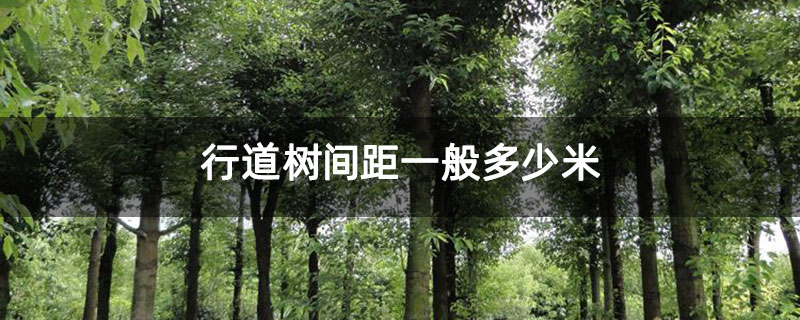 行道树间距一般多少米
