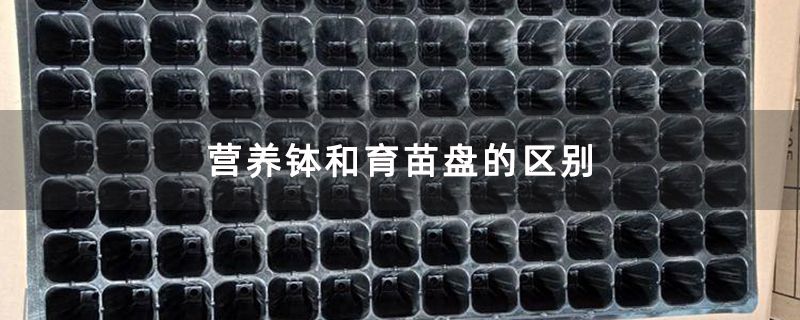 营养钵和育苗盘的区别