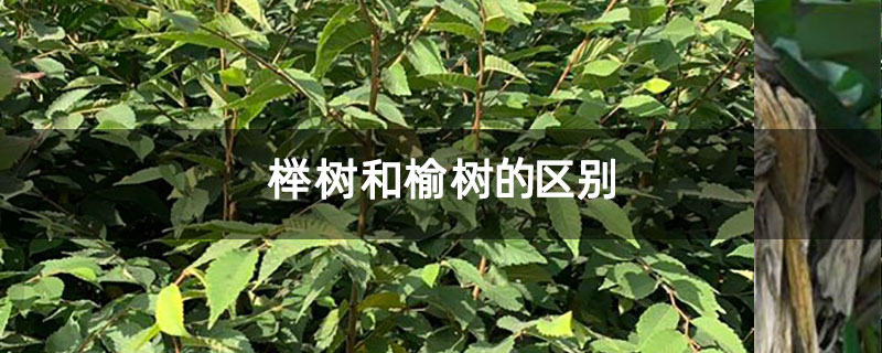 榉树和榆树的区别