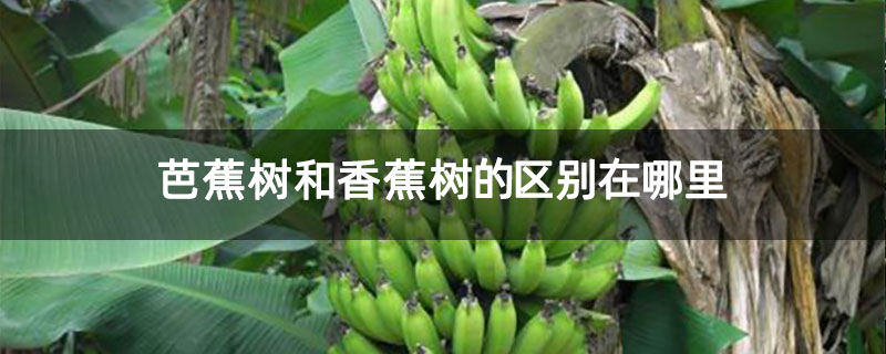 芭蕉树和香蕉树的区别在哪里 芭蕉树和香蕉树的区别在哪里