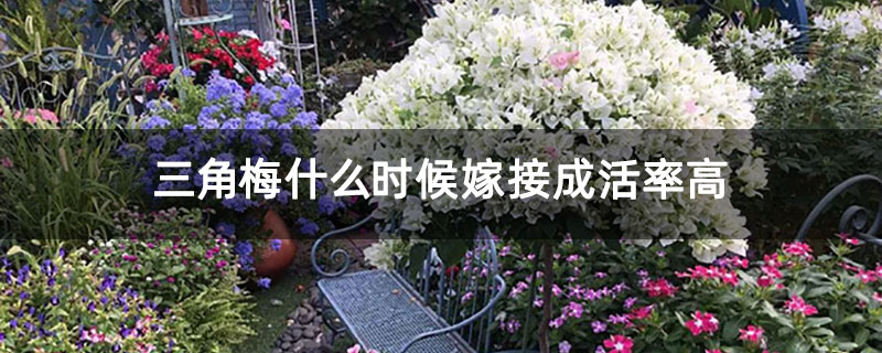 三角梅什么时候嫁接成活率高 三角梅什么时候嫁接成活率高