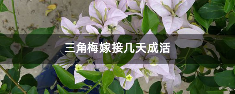 三角梅嫁接几天成活 三角梅嫁接几天成活