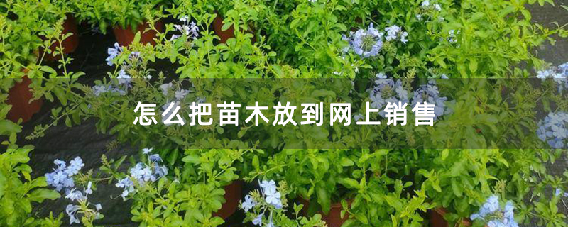 蓝雪花盆苗