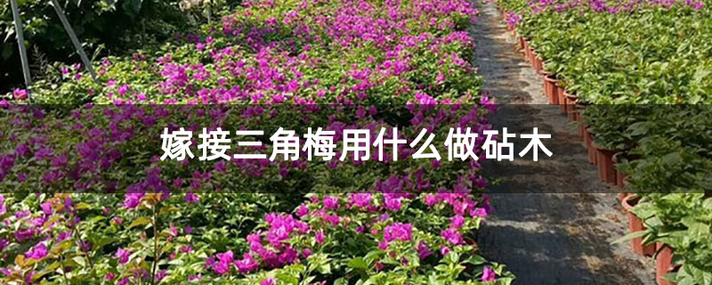 嫁接三角梅用什么做砧木 嫁接三角梅用什么做砧木