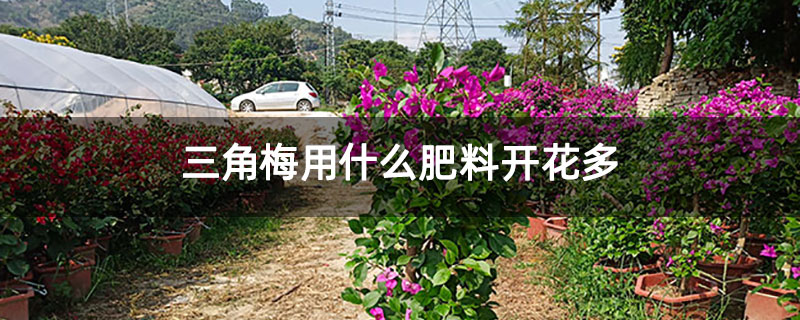 三角梅用什么肥料开花多