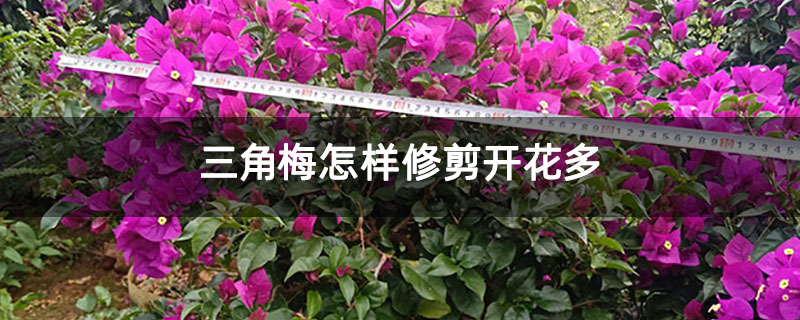 三角梅怎样修剪开花多 三角梅怎样修剪开花多