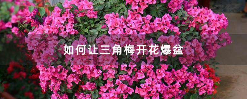 如何让三角梅开花爆盆