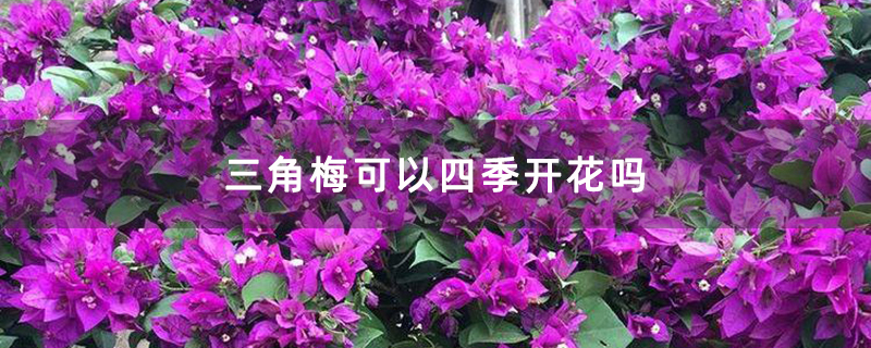 三角梅可以四季开花吗