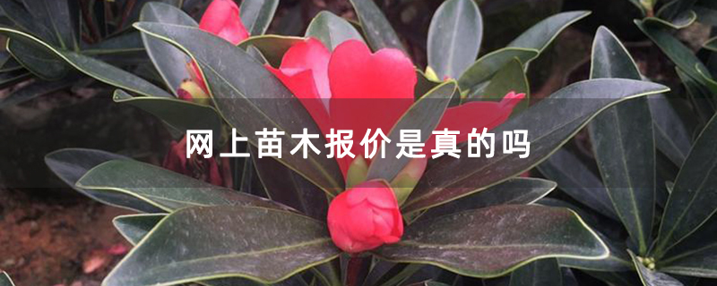 山茶花苗