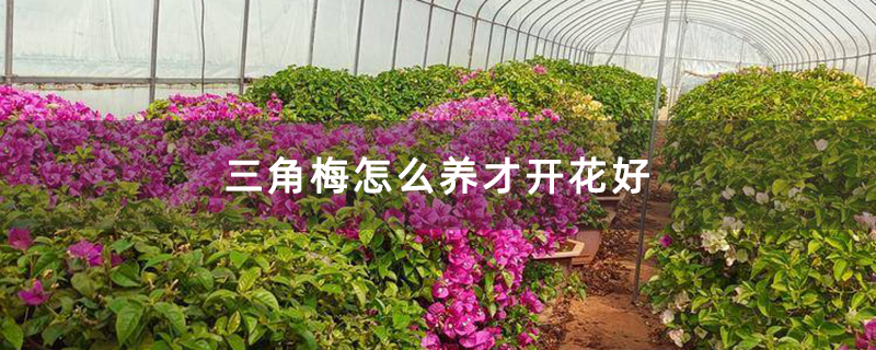 三角梅怎么养才开花好