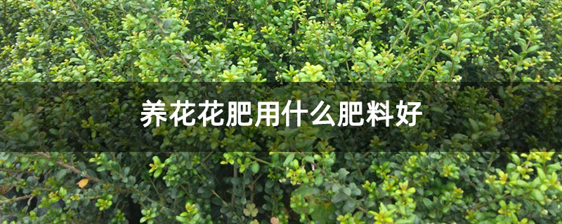 养花花肥用什么肥料好